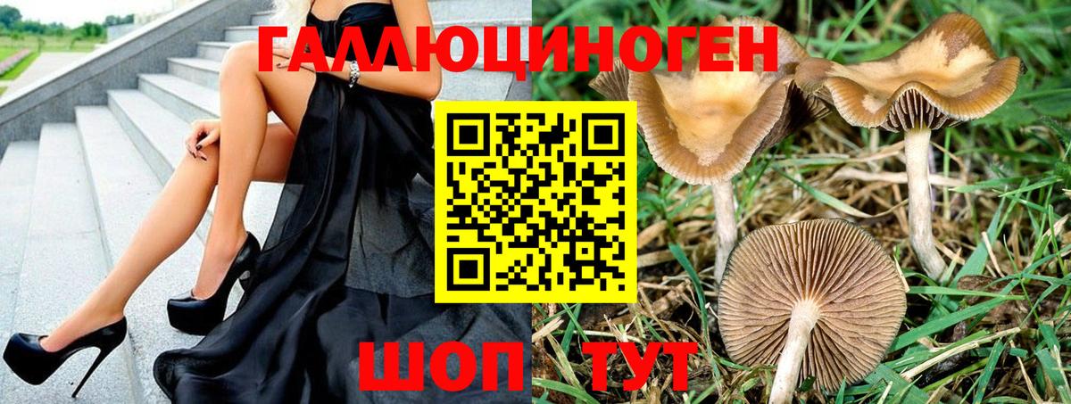 Галлюциногенные грибы Psilocybe Когалым